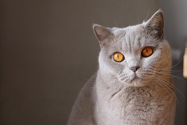 猫の飼い主様必見!猫に多い下部尿路疾患をしっかり予防しよう!