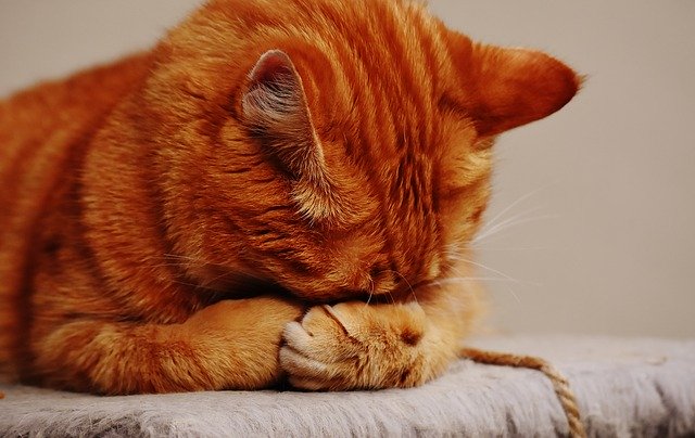 猫の飼い主様必見!猫に多い下部尿路疾患をしっかり予防しよう!