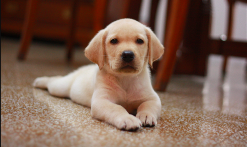 知っておこう、犬の妊娠と出産まで