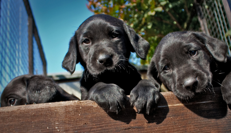 知っておこう、犬の妊娠と出産まで