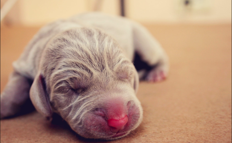 知っておこう、犬の妊娠と出産まで