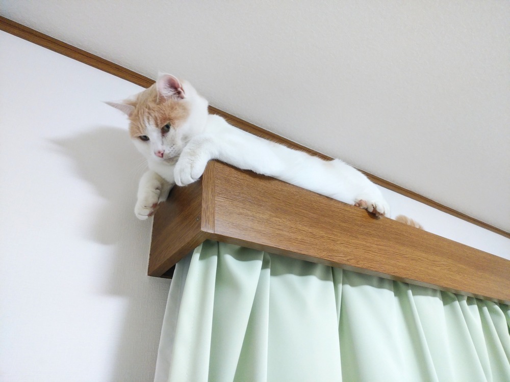 猫が少しでも居心地よく暮らせるための環境づくり