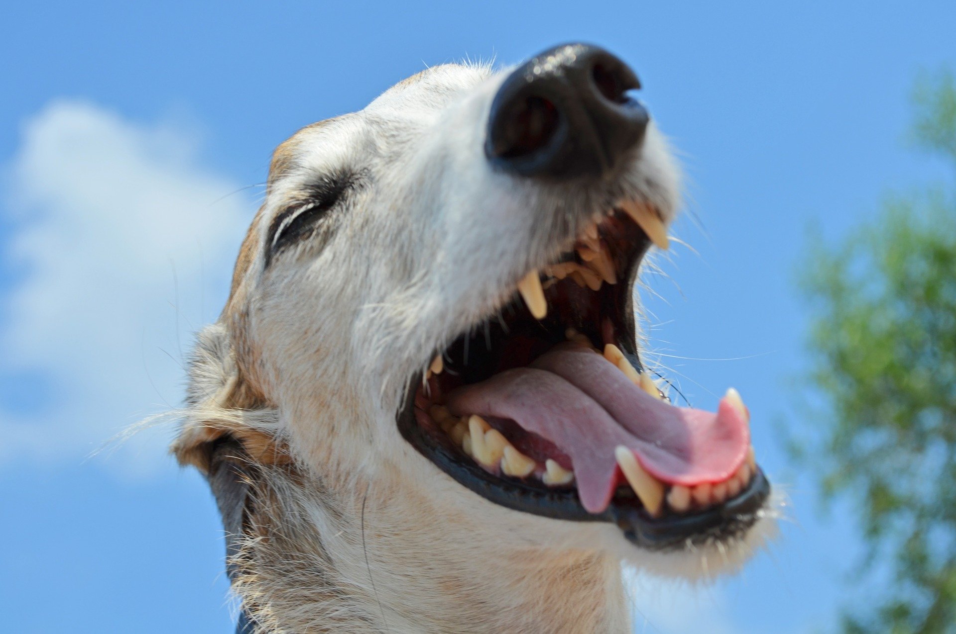 愛犬の歯が折れた!欠けた!に気づいたら・・・