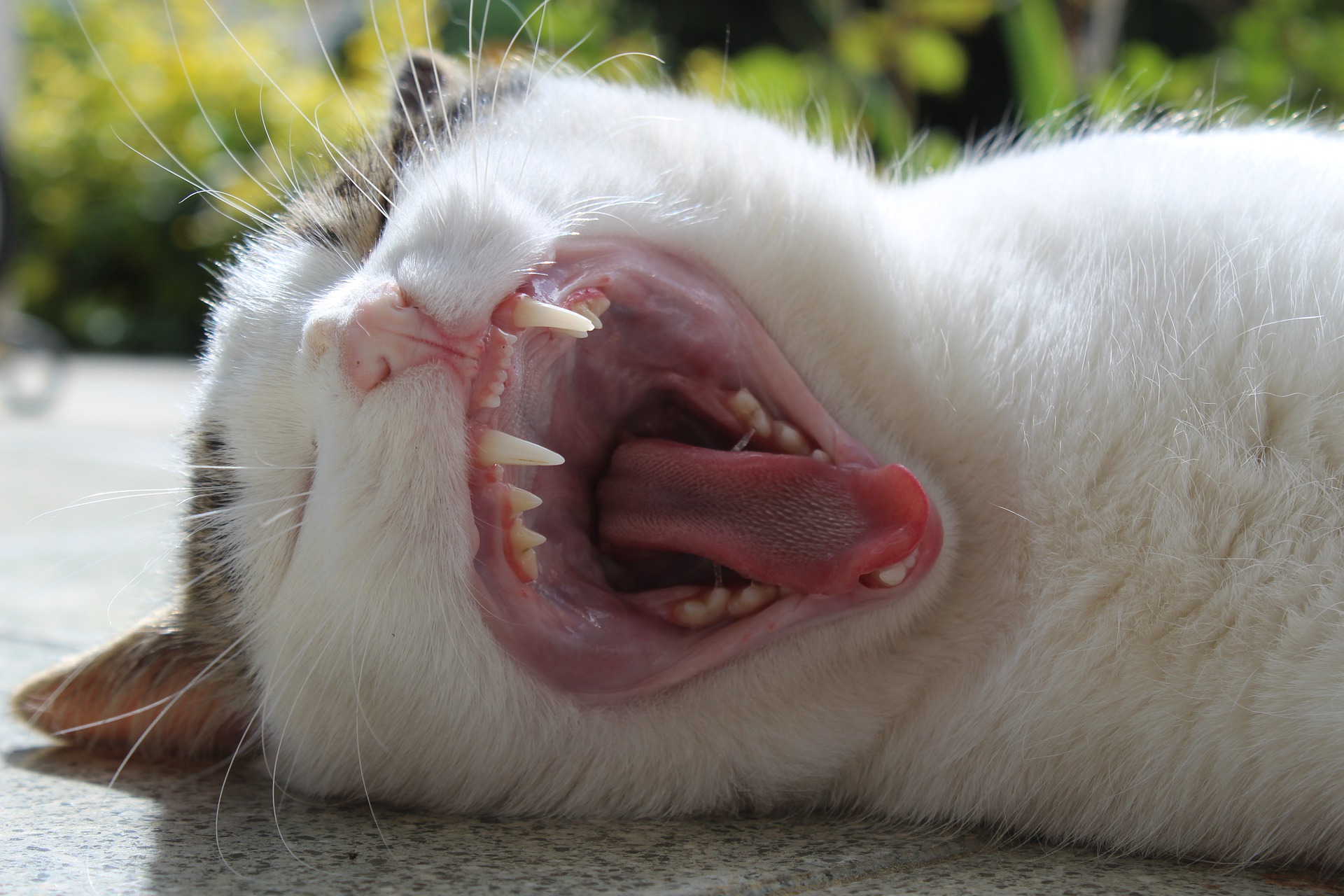 愛猫の歯が折れた!欠けた!に気づいたら・・・