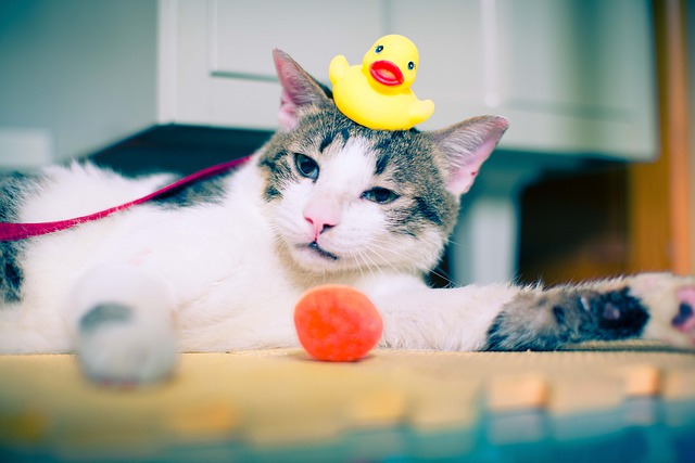 猫にお風呂は必要?必要性や入浴法など紹介