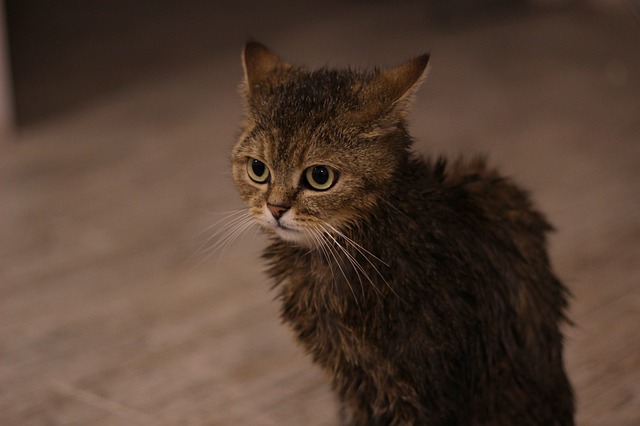 猫にお風呂は必要?必要性や入浴法など紹介