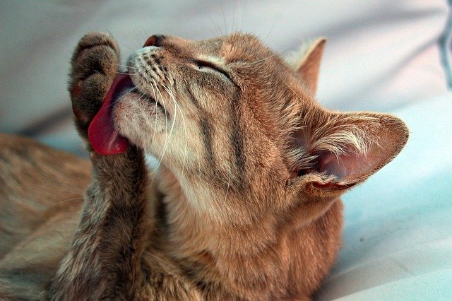猫にお風呂は必要?必要性や入浴法など紹介