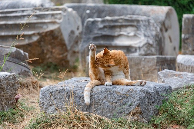 猫にお風呂は必要?必要性や入浴法など紹介