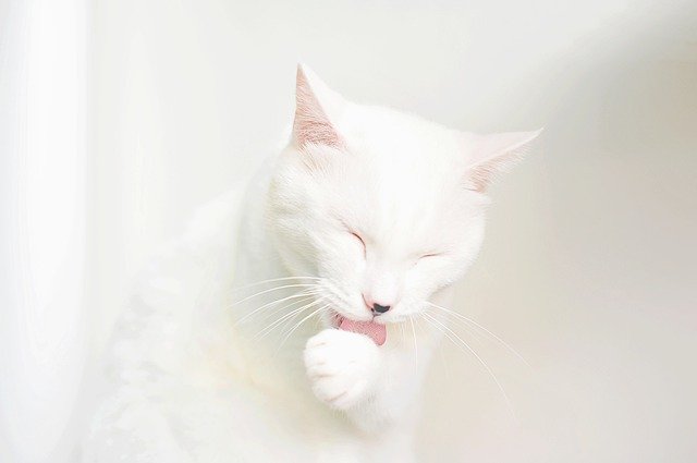 猫にお風呂は必要？必要性や入浴法など紹介