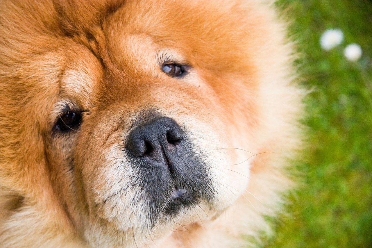 犬・猫の天疱瘡ってどんな病気?症状や治療について徹底解説します!