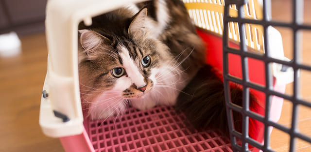 災害が起きたら?!猫のための防災知識