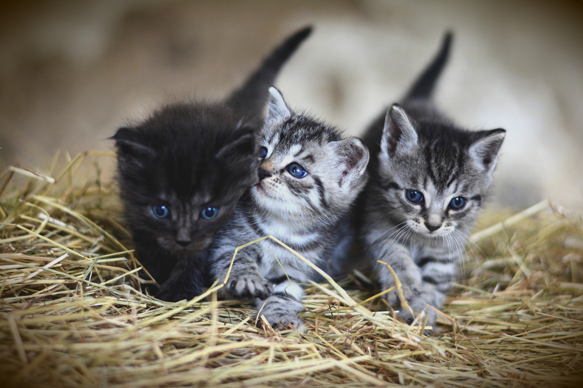 猫は何匹まで一緒に飼えるの?多頭飼いのススメ