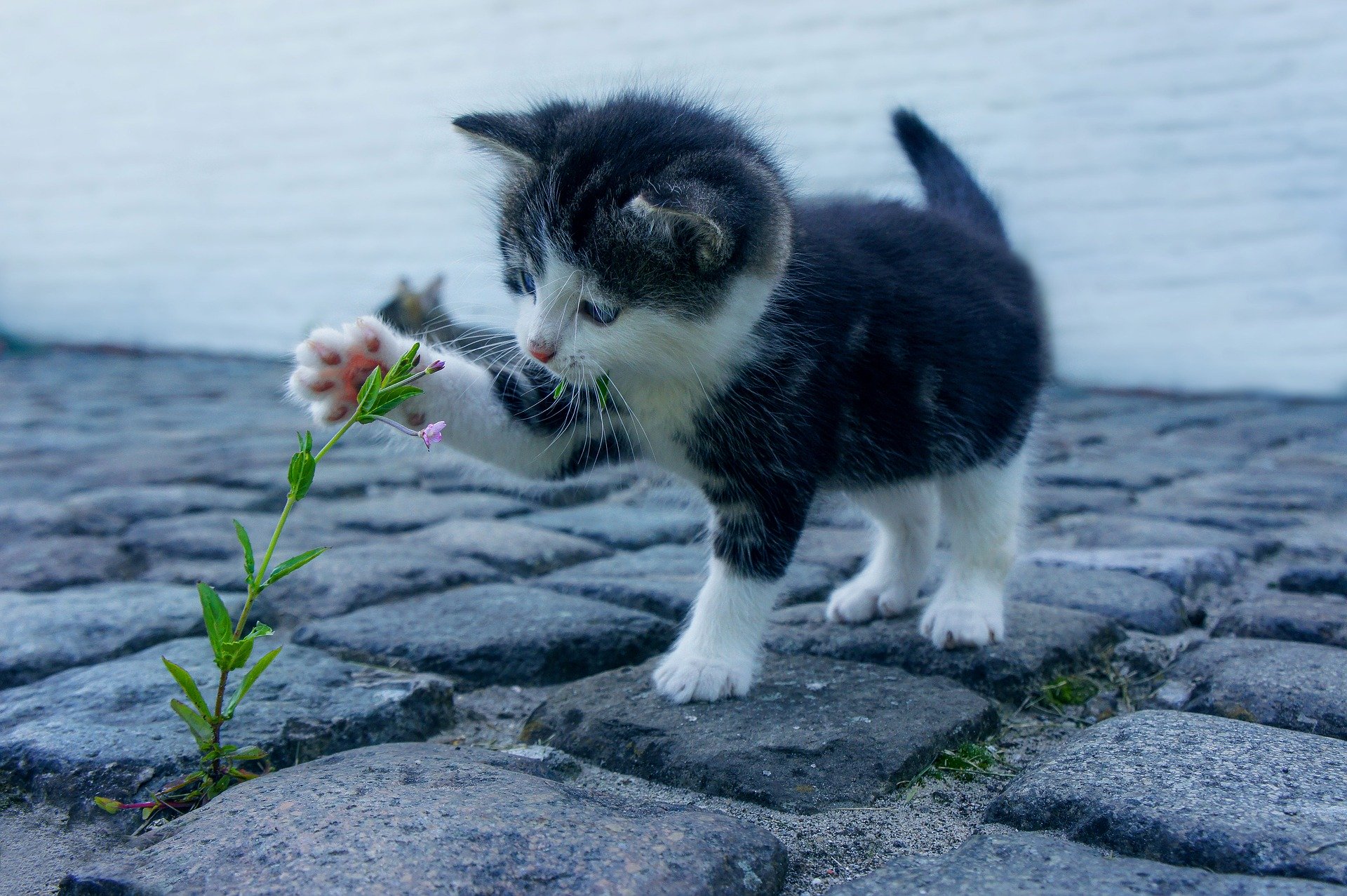 猫は何匹まで一緒に飼えるの?多頭飼いのススメ