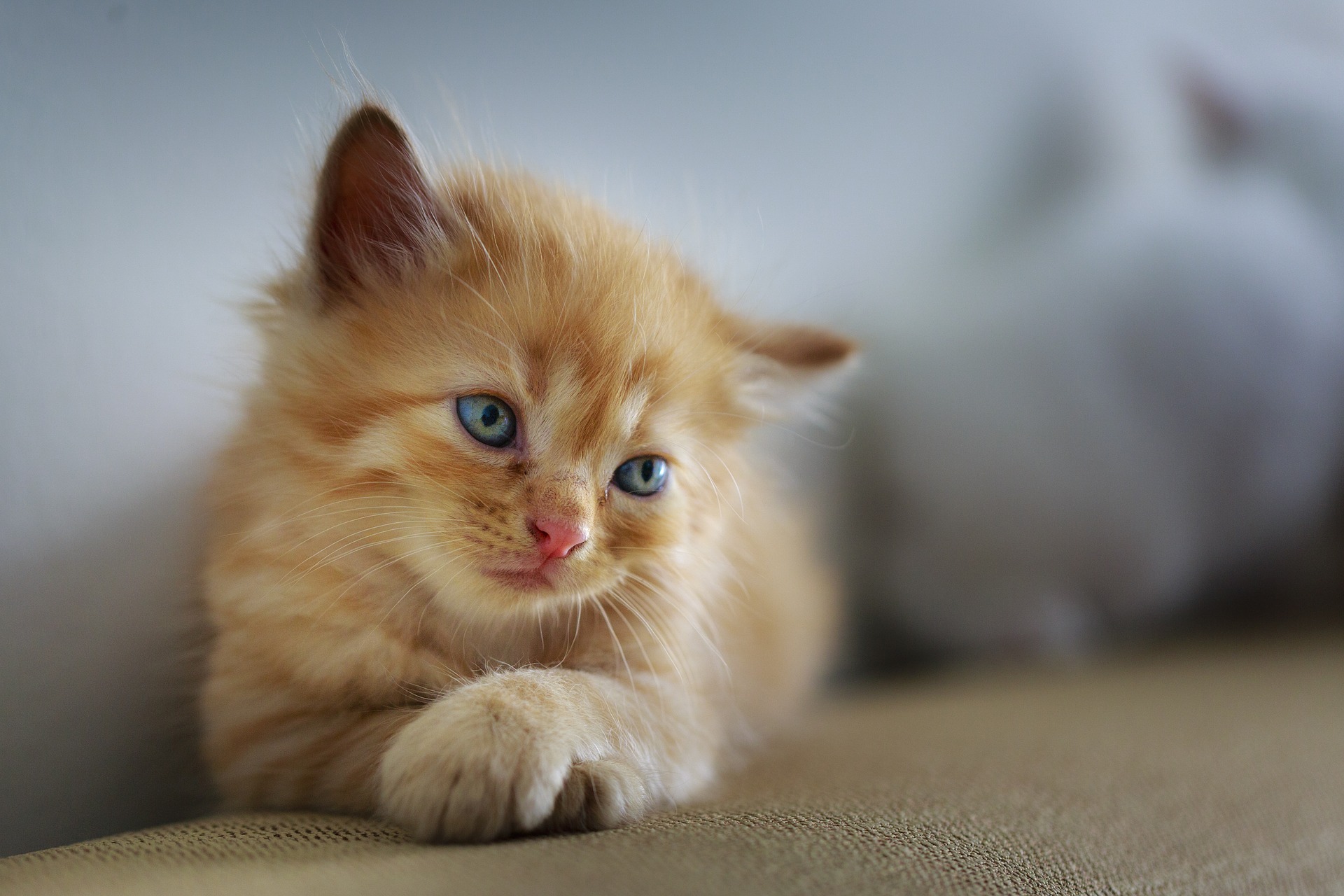 猫にノミ取りシャンプー使いたい!スムーズにシャンプーする方法