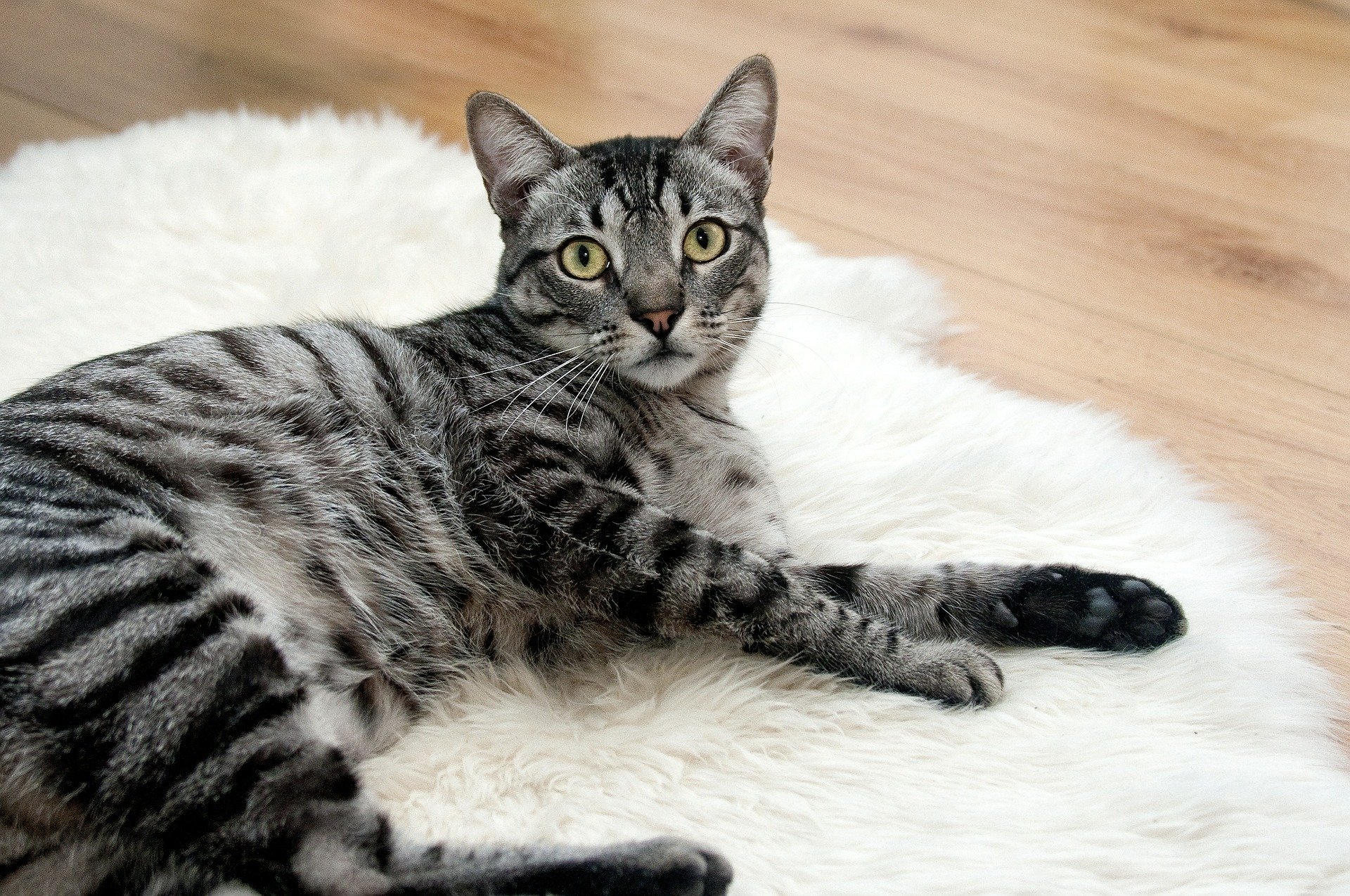 猫にお刺身をあげても大丈夫?おすすめ魚レシピも紹介