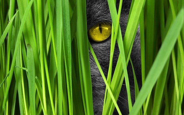 猫草は与える必要はあるのか?与える理由や必要性とは