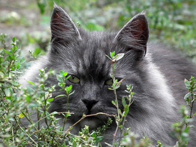 猫草は与える必要はあるのか?与える理由や必要性とは