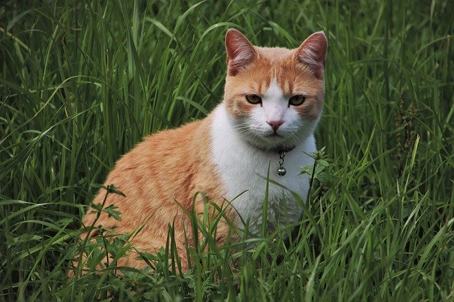 猫草は与える必要はあるのか?与える理由や必要性とは