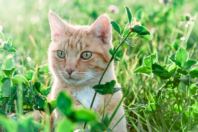 猫草は与える必要はあるのか?与える理由や必要性とは