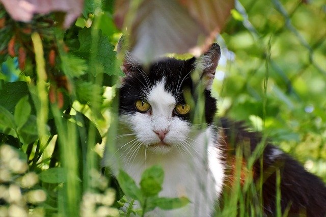 猫草は与える必要はあるのか?与える理由や必要性とは