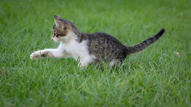 猫草は与える必要はあるのか?与える理由や必要性とは