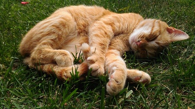猫草は与える必要はあるのか?与える理由や必要性とは