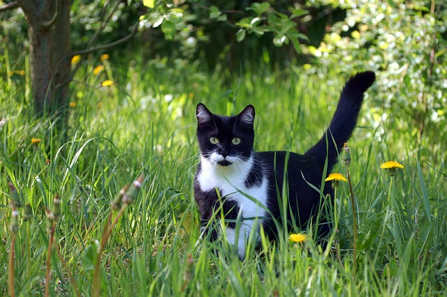 猫草は与える必要はあるのか?与える理由や必要性とは