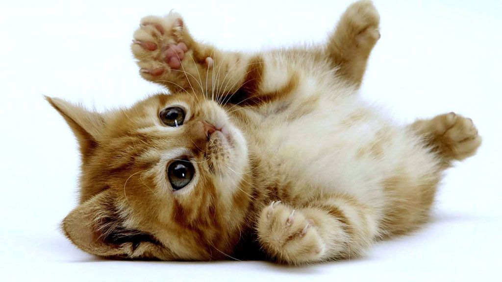 猫で注意したい猫汎白血球減少症って何?