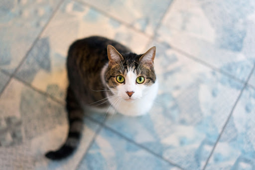 猫で注意したい猫汎白血球減少症って何?