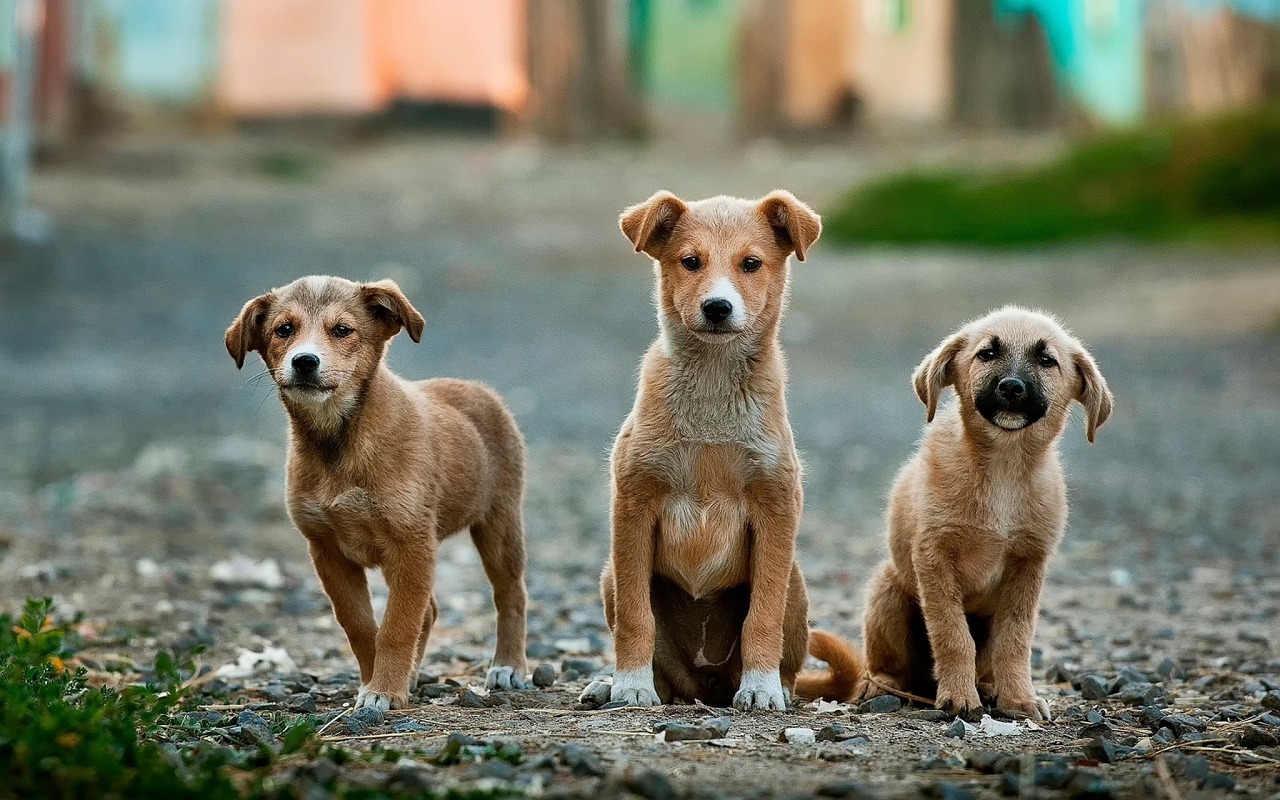 仔犬の先天疾患、肝臓の病気