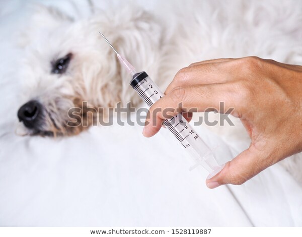 犬のワクチンの必要性、狂犬病の国内発症(人)を受けて