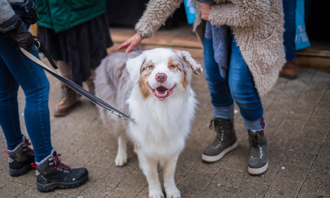 犬のワクチンの必要性、狂犬病の国内発症（人）を受けて