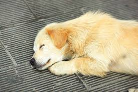 ヒトにも感染する可能性あり!犬レプトスピラ症って何?