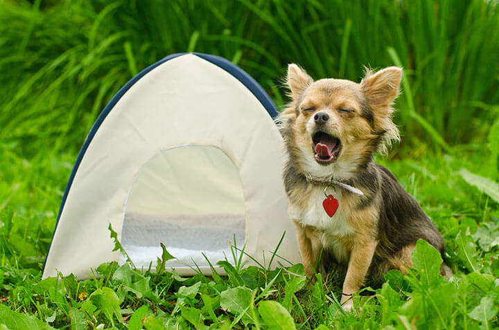 ヒトにも感染する可能性あり!犬レプトスピラ症って何?
