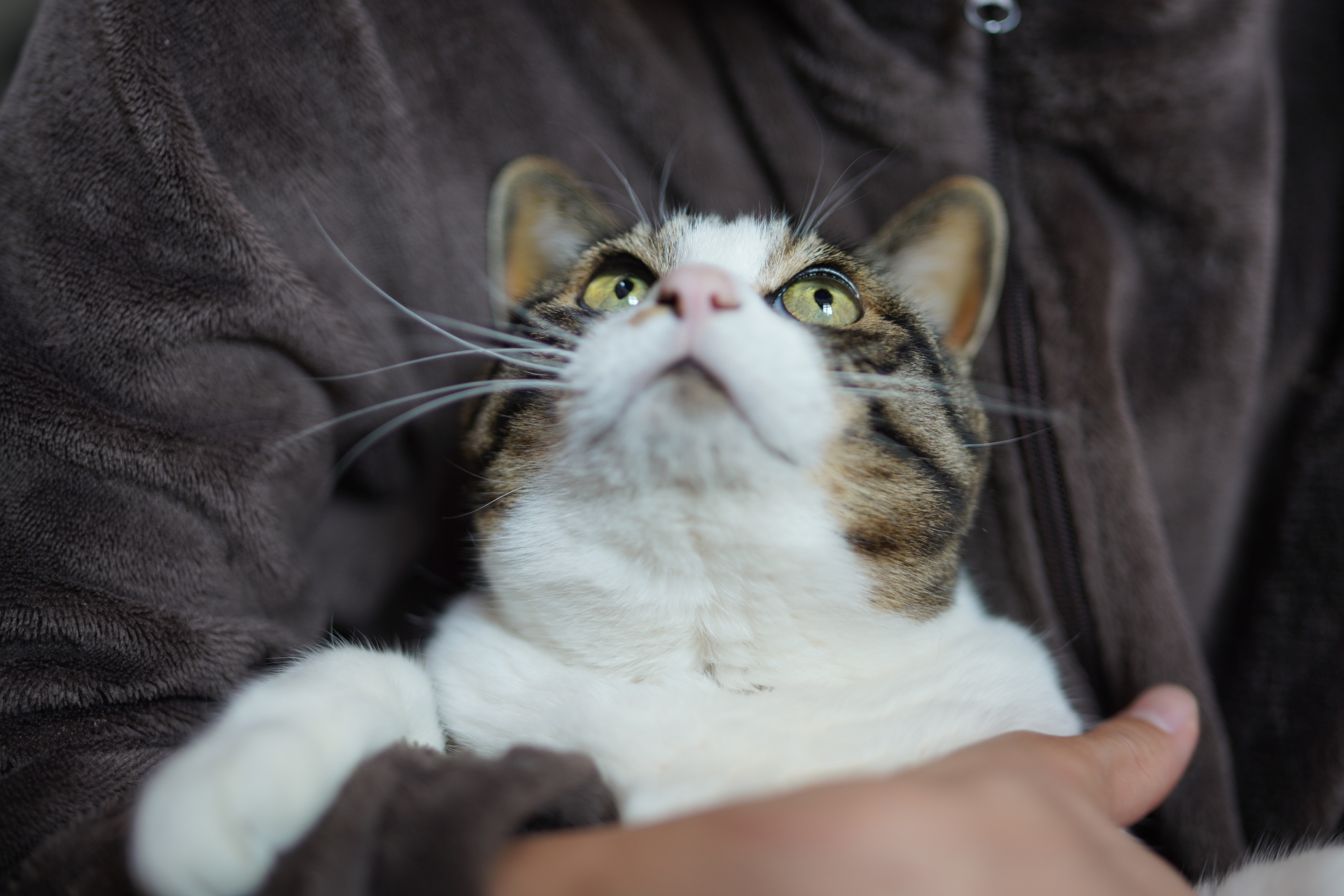 猫は人に合わせて鳴き方を決めている