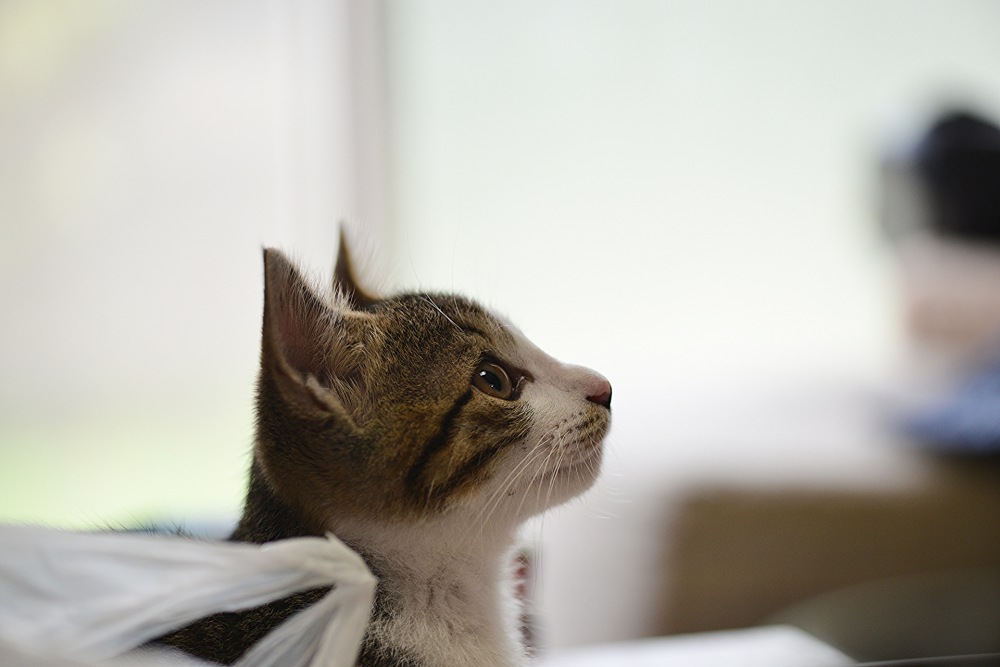 保護猫を飼う。迎えるまでの大切なこと