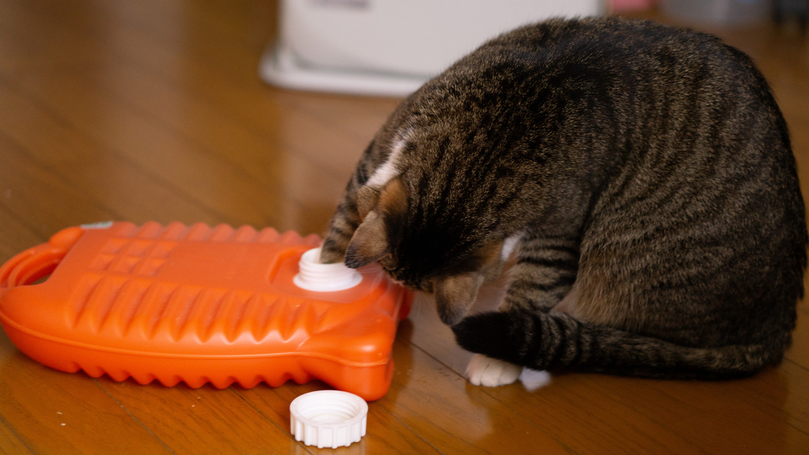 猫の寒さ対策│適切な温度と湿度とは?気をつけるポイントもご紹介