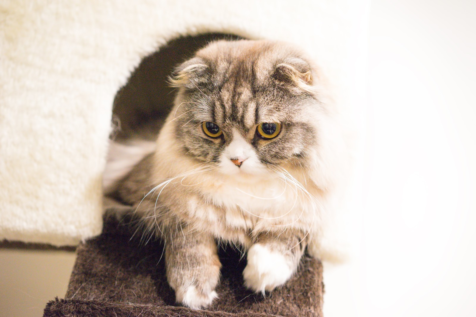 猫の寒さ対策│適切な温度と湿度とは?気をつけるポイントもご紹介