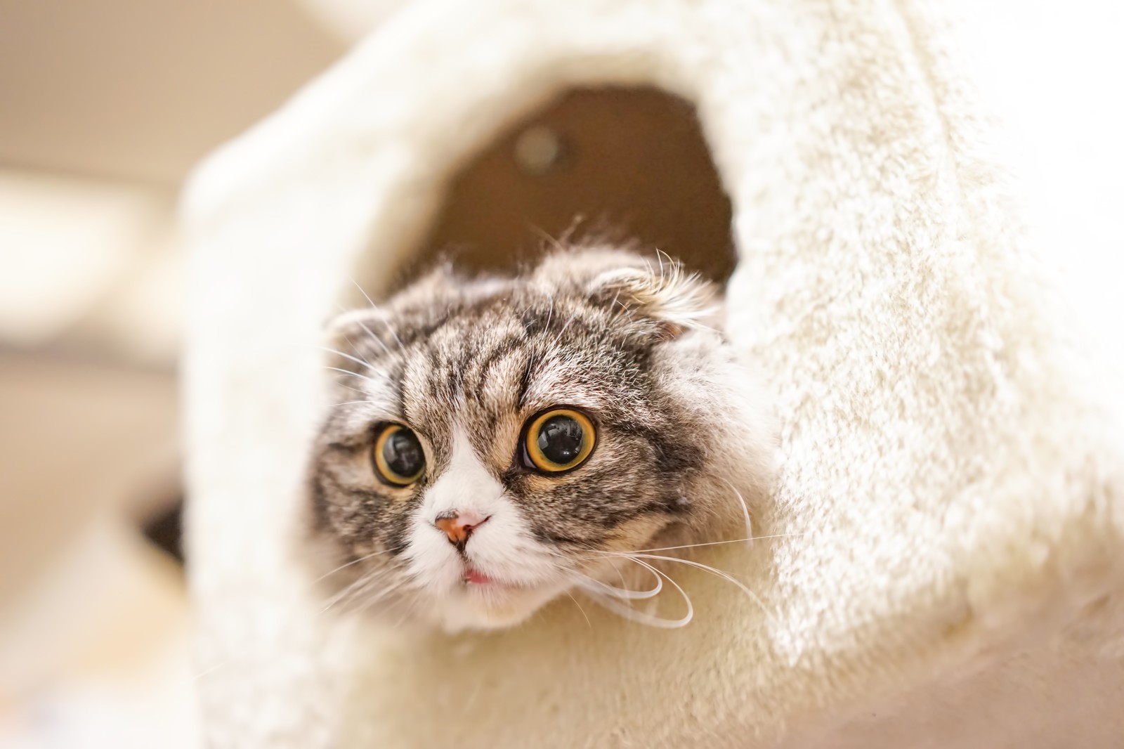 猫の寒さ対策│適切な温度と湿度とは?気をつけるポイントもご紹介
