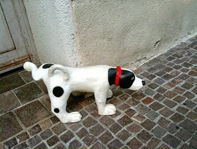 犬の膀胱炎について知りましょう