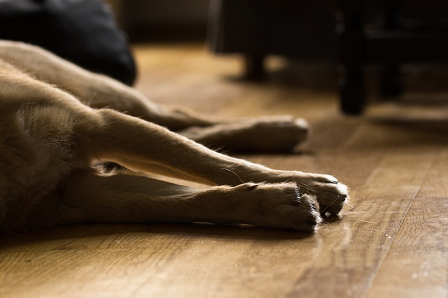 犬の膀胱炎について知りましょう