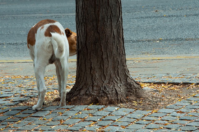 犬の膀胱炎について知りましょう