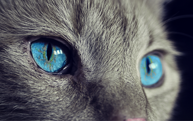 猫の流涙症について知りましょう。大きな病気のサインかも?