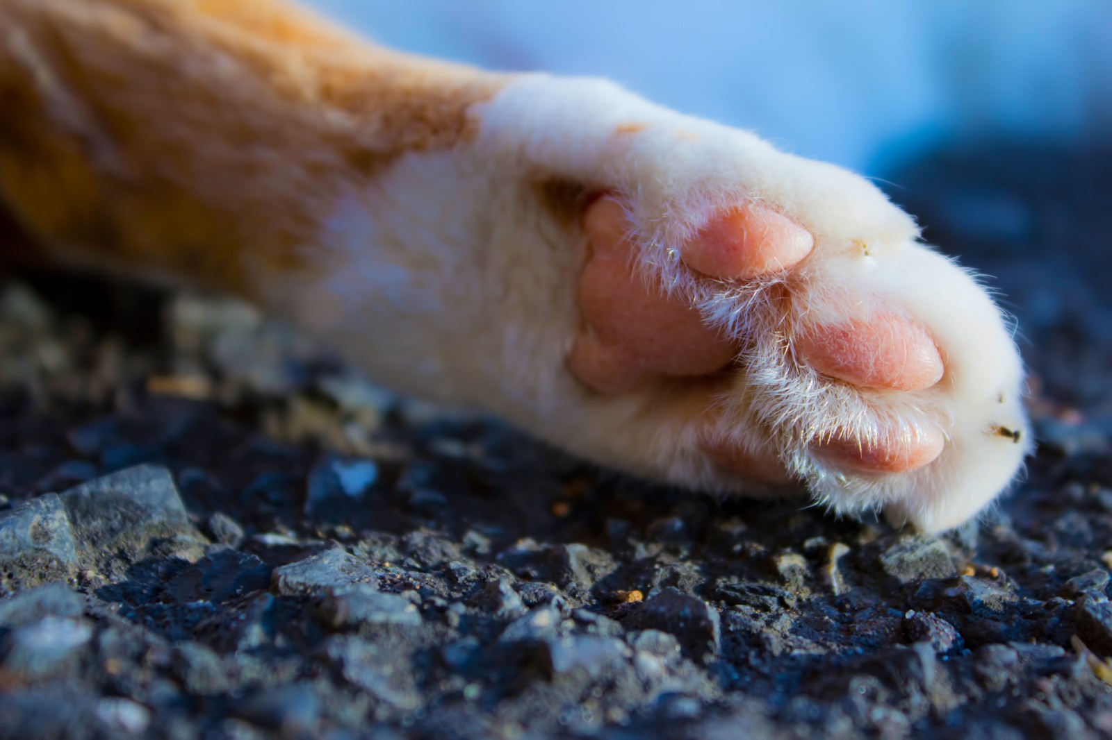 猫の肉球トラブル│原因とその症状から対処法までご紹介
