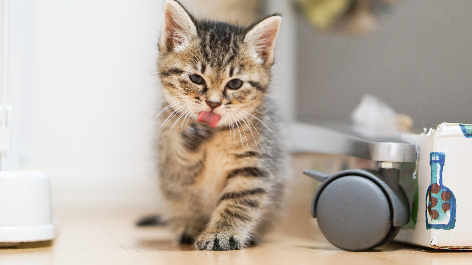 猫の肉球トラブル│原因とその症状から対処法までご紹介