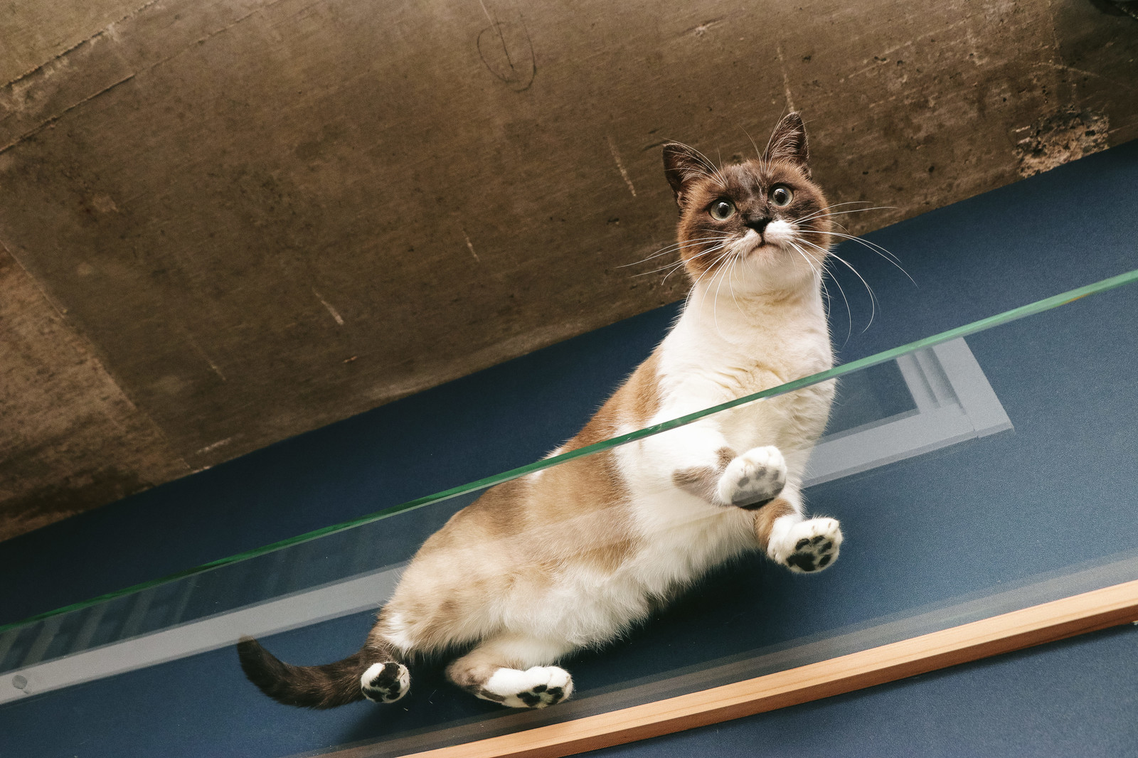 猫の肉球トラブル│原因とその症状から対処法までご紹介