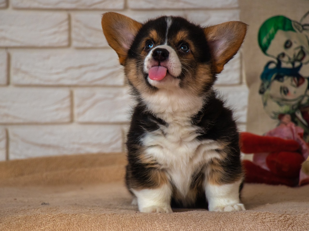 犬の尿と健康