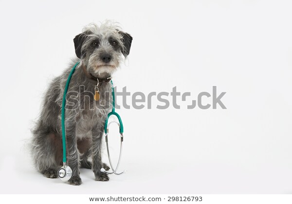 犬の尿と健康