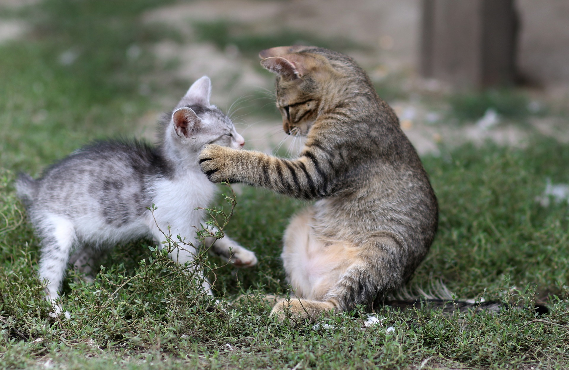 猫じゃらしで運動不足解消!おすすめ商品を紹介