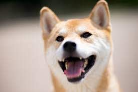 犬の先天性心奇形、心室中隔欠損とは?症状や治療について解説!